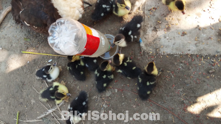 চিনা হাস